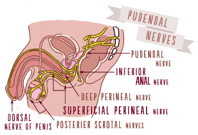 Pudendal Nerves with labelled