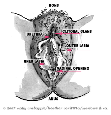 diagram of the vulva