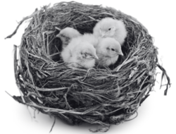 Image of a nest with supported little chickies inside
