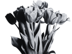 image of a bouquet of tulips
